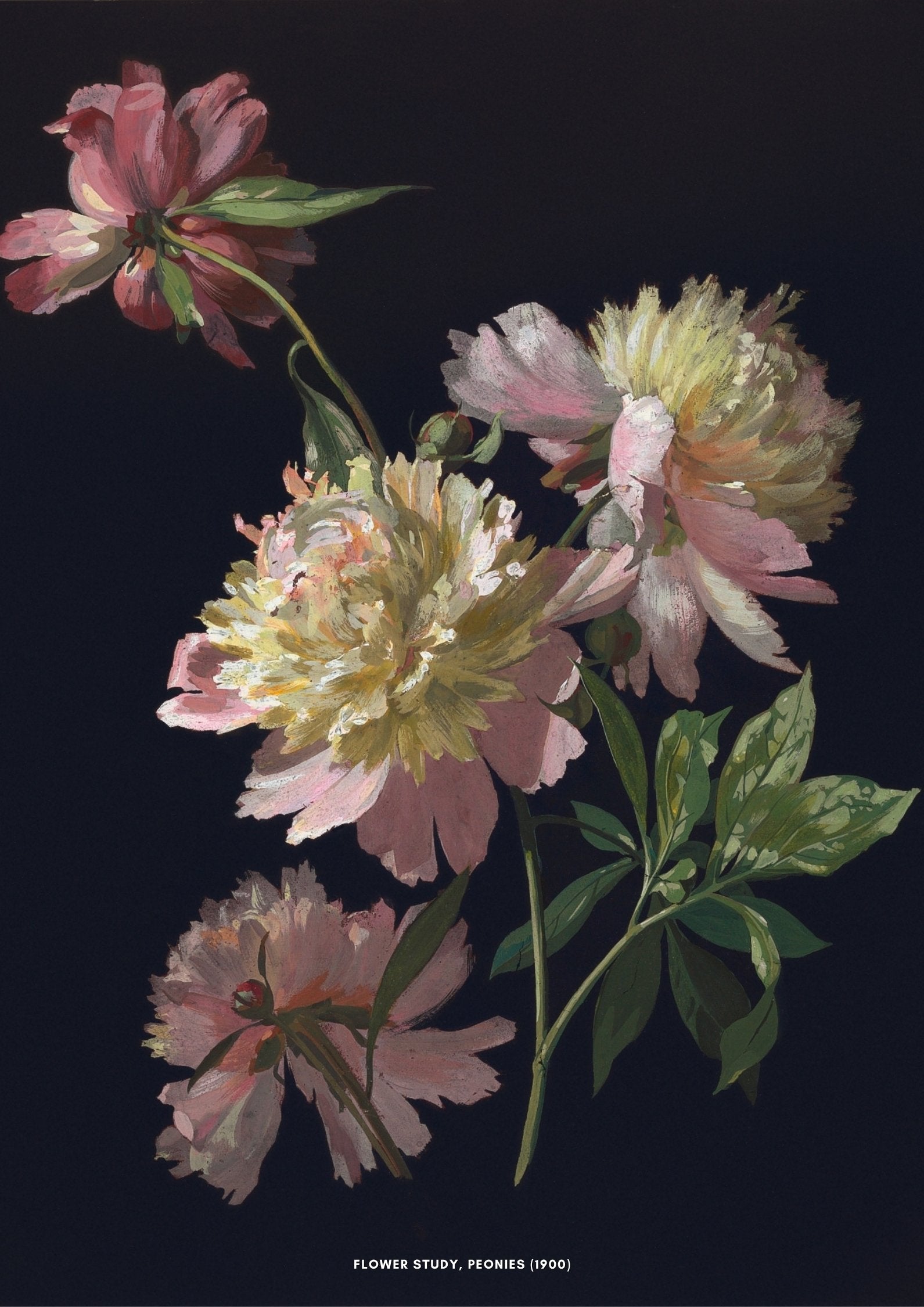 Flower Study, Peonies