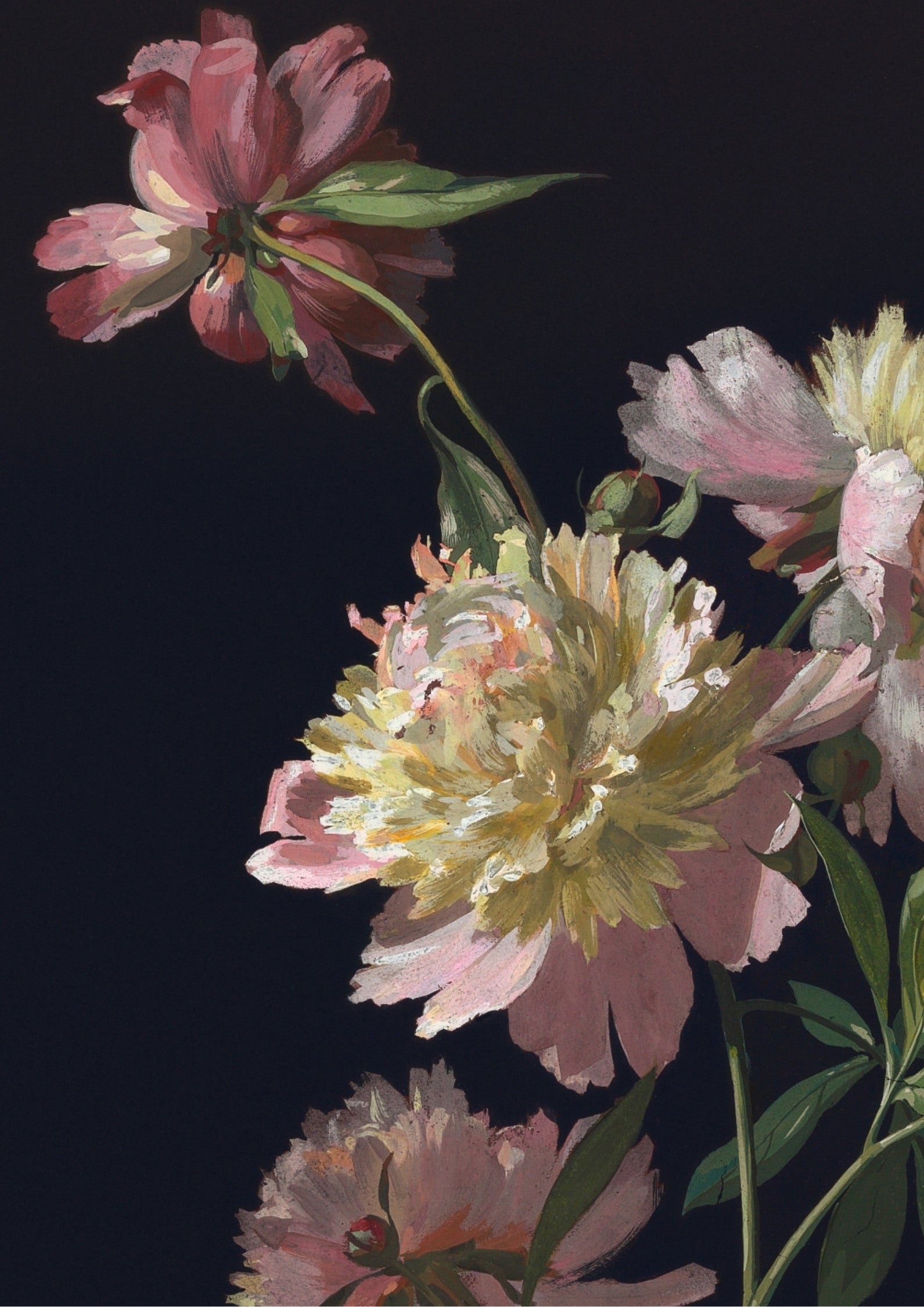 Flower Study, Peonies