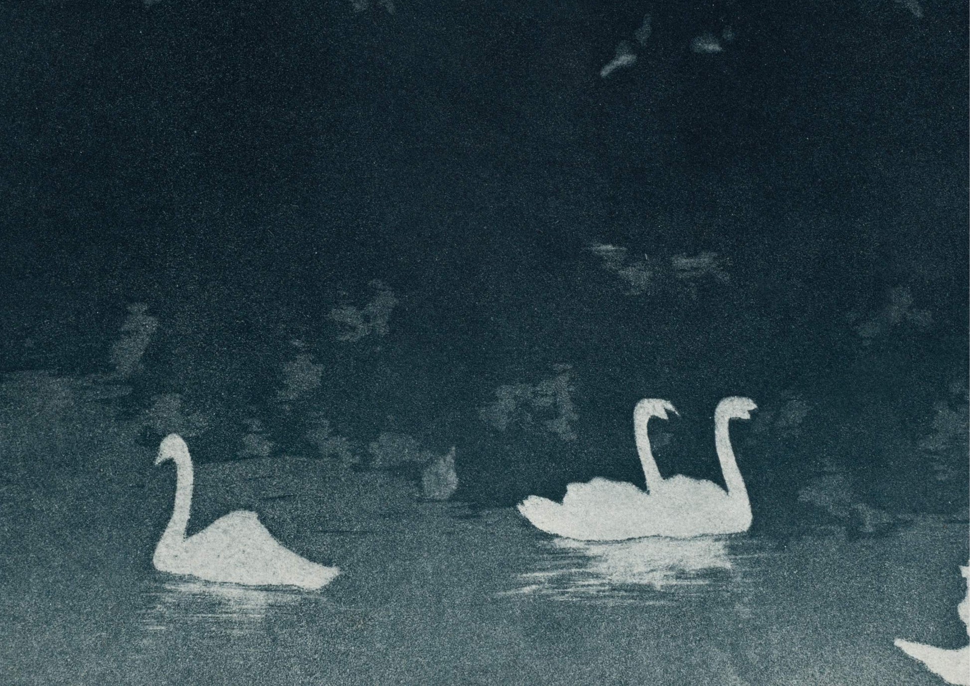 Les Cygnes