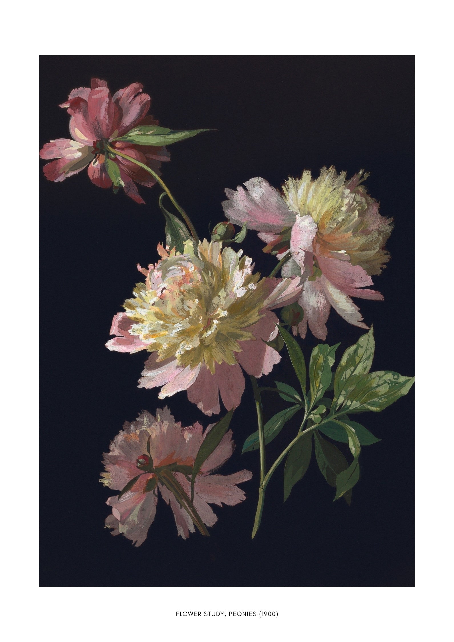 Flower Study, Peonies