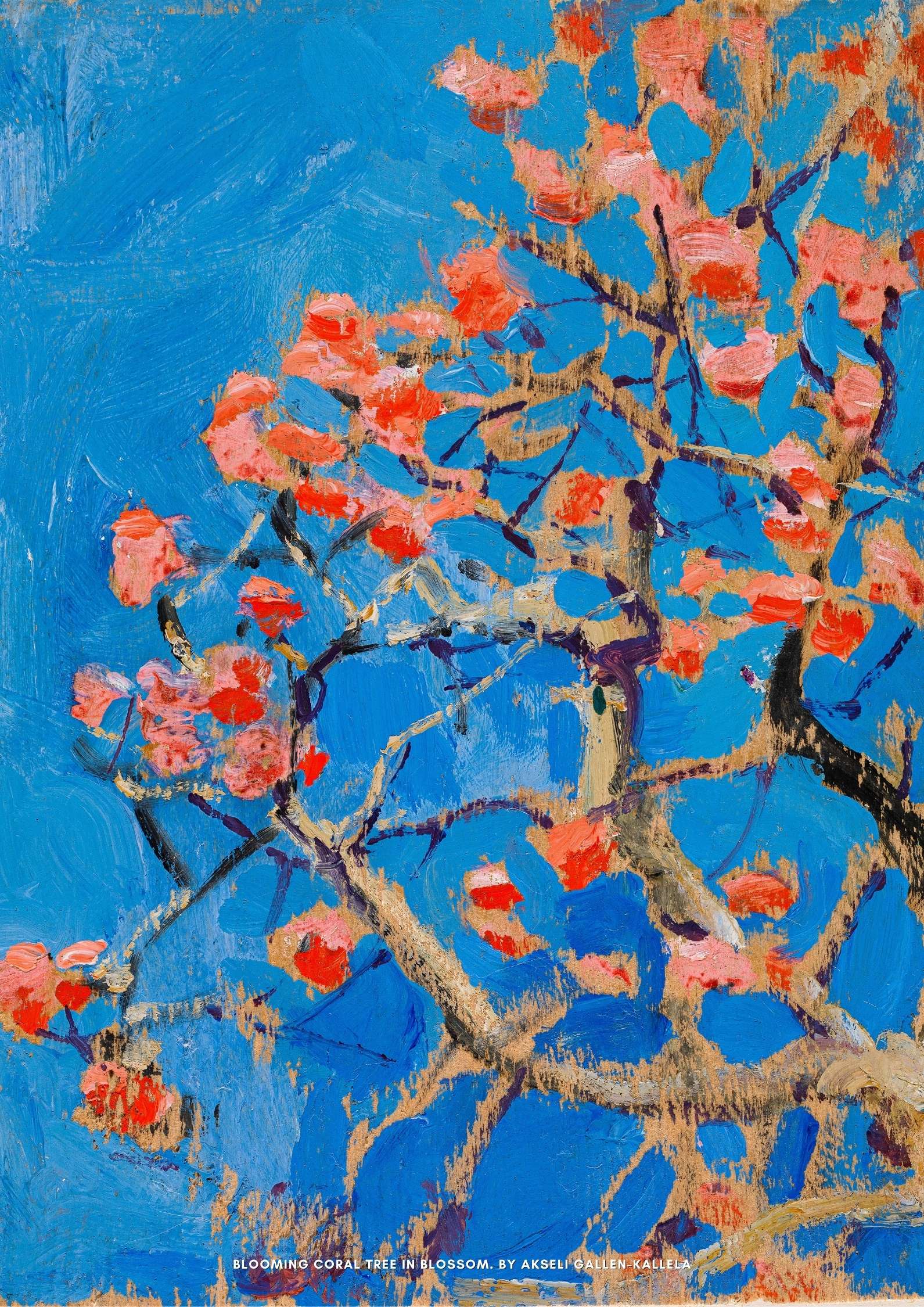 Blooming Coral Tree in Blossom