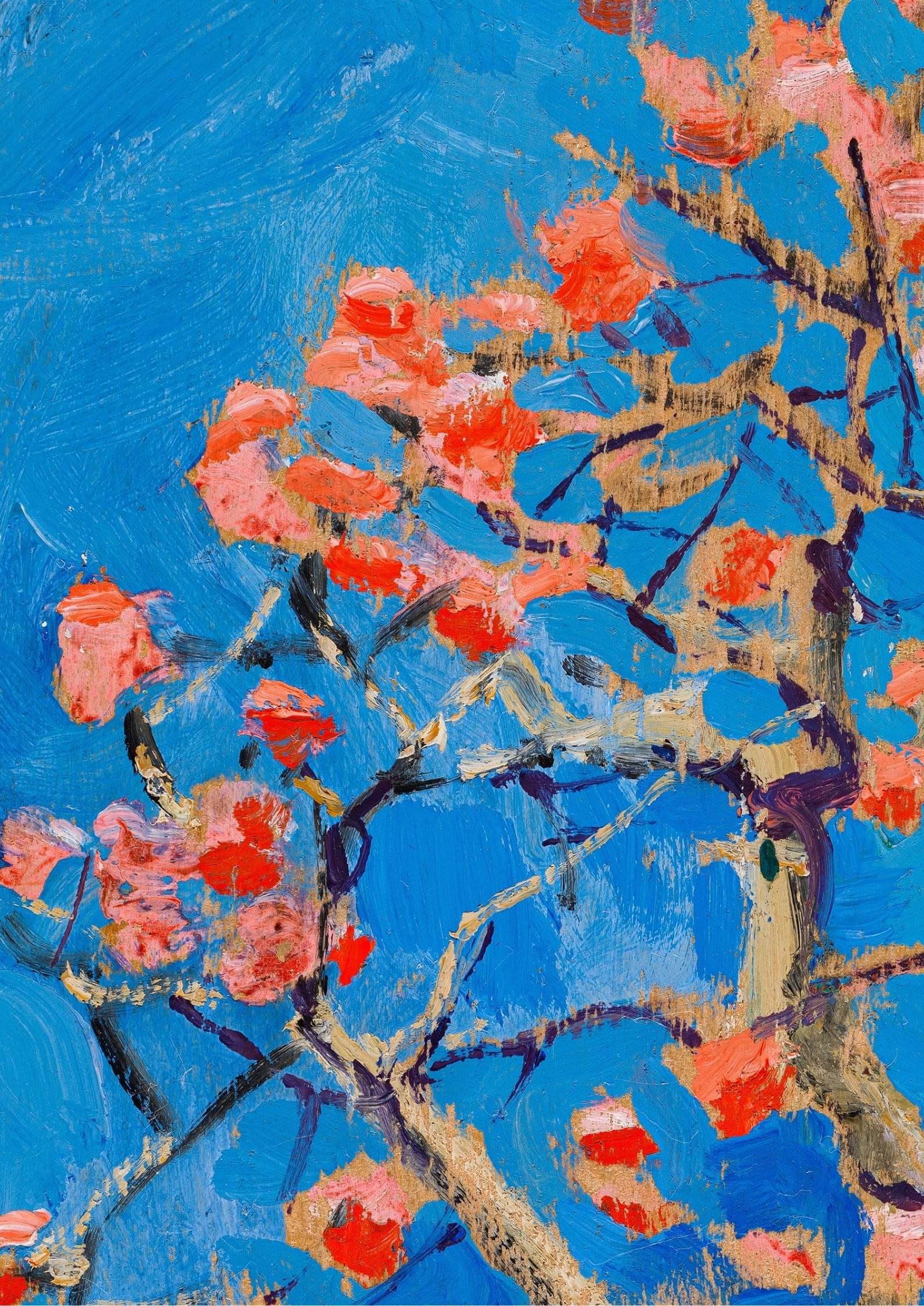 Blooming Coral Tree in Blossom