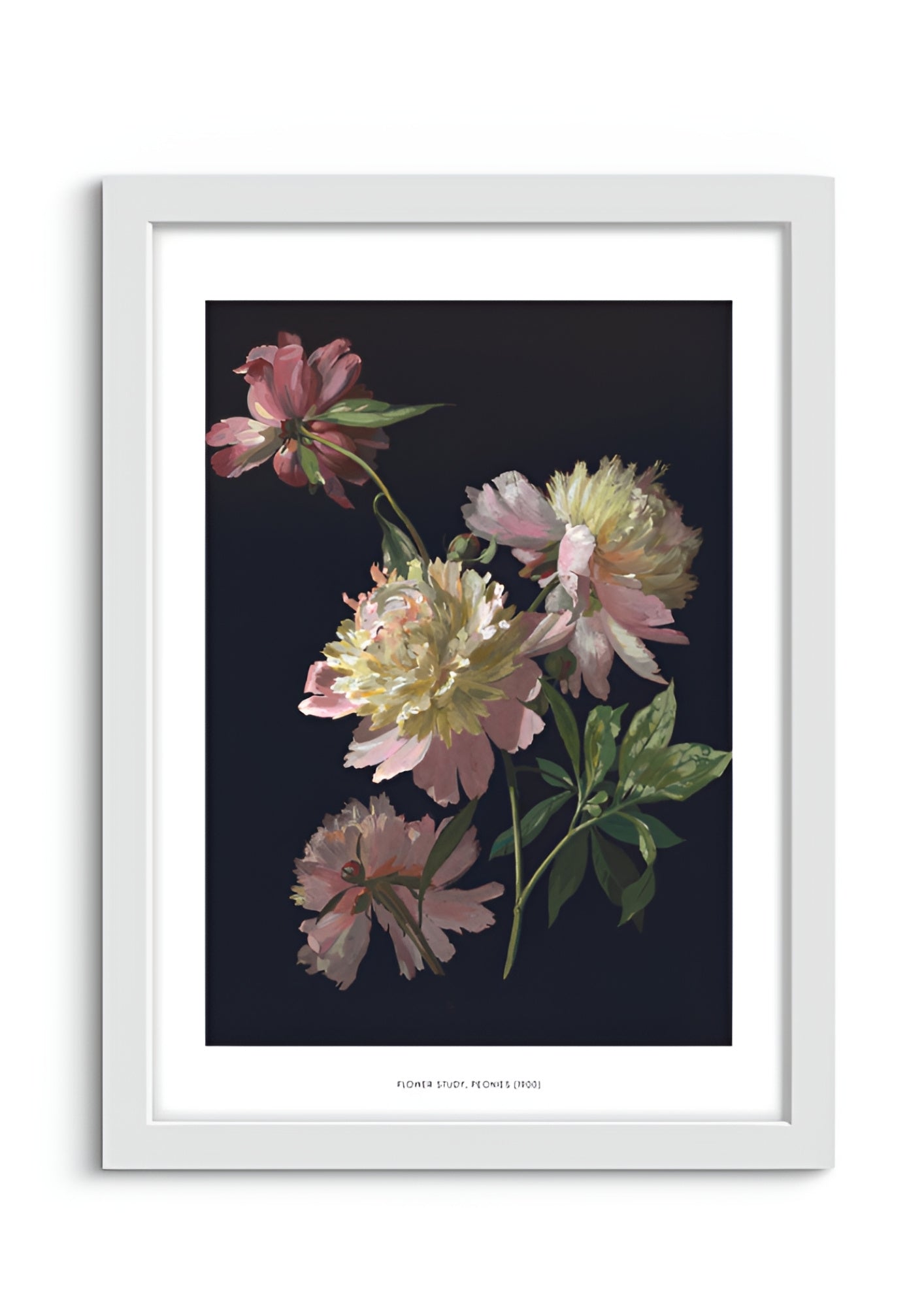 Flower Study, Peonies