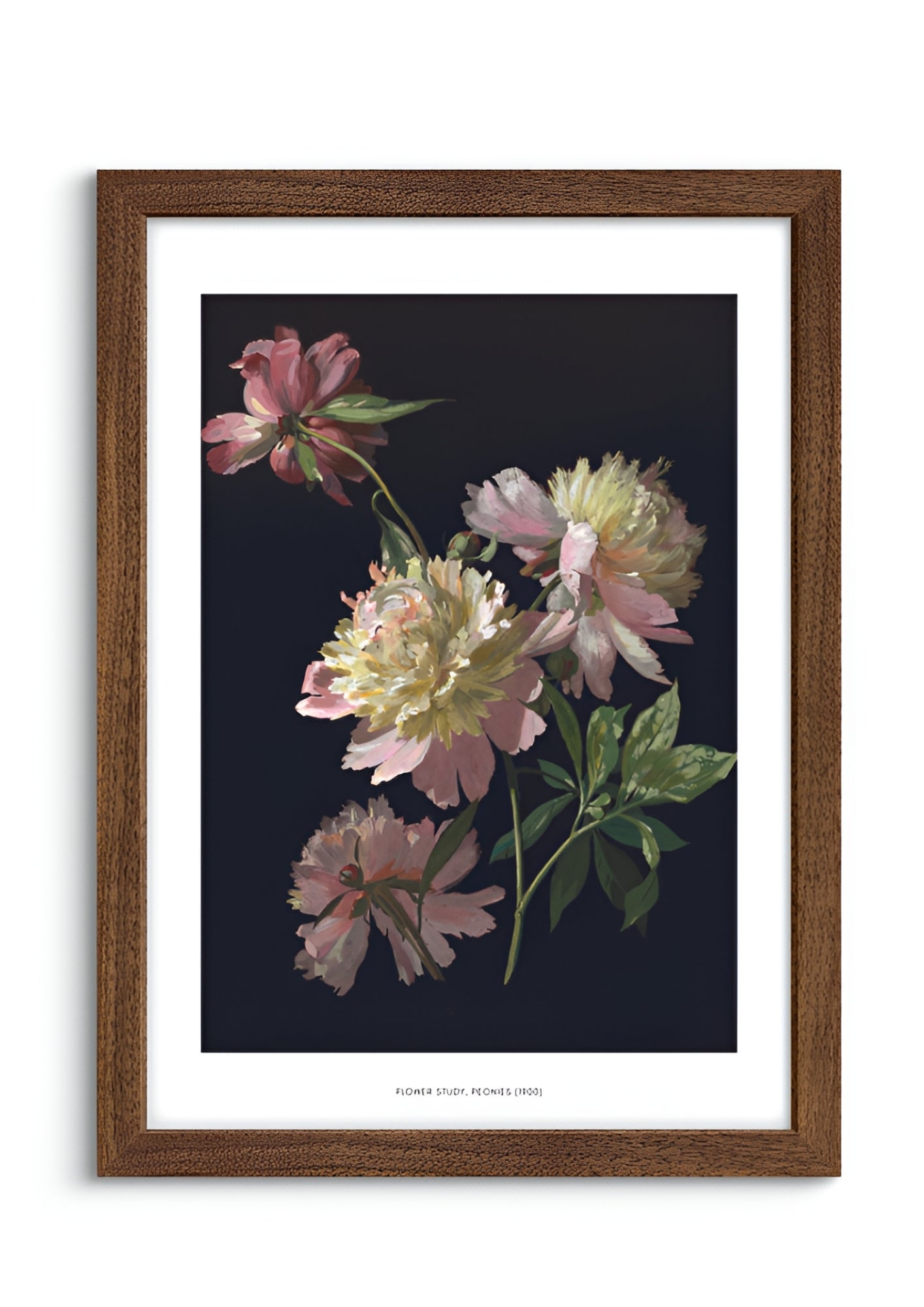 Flower Study, Peonies
