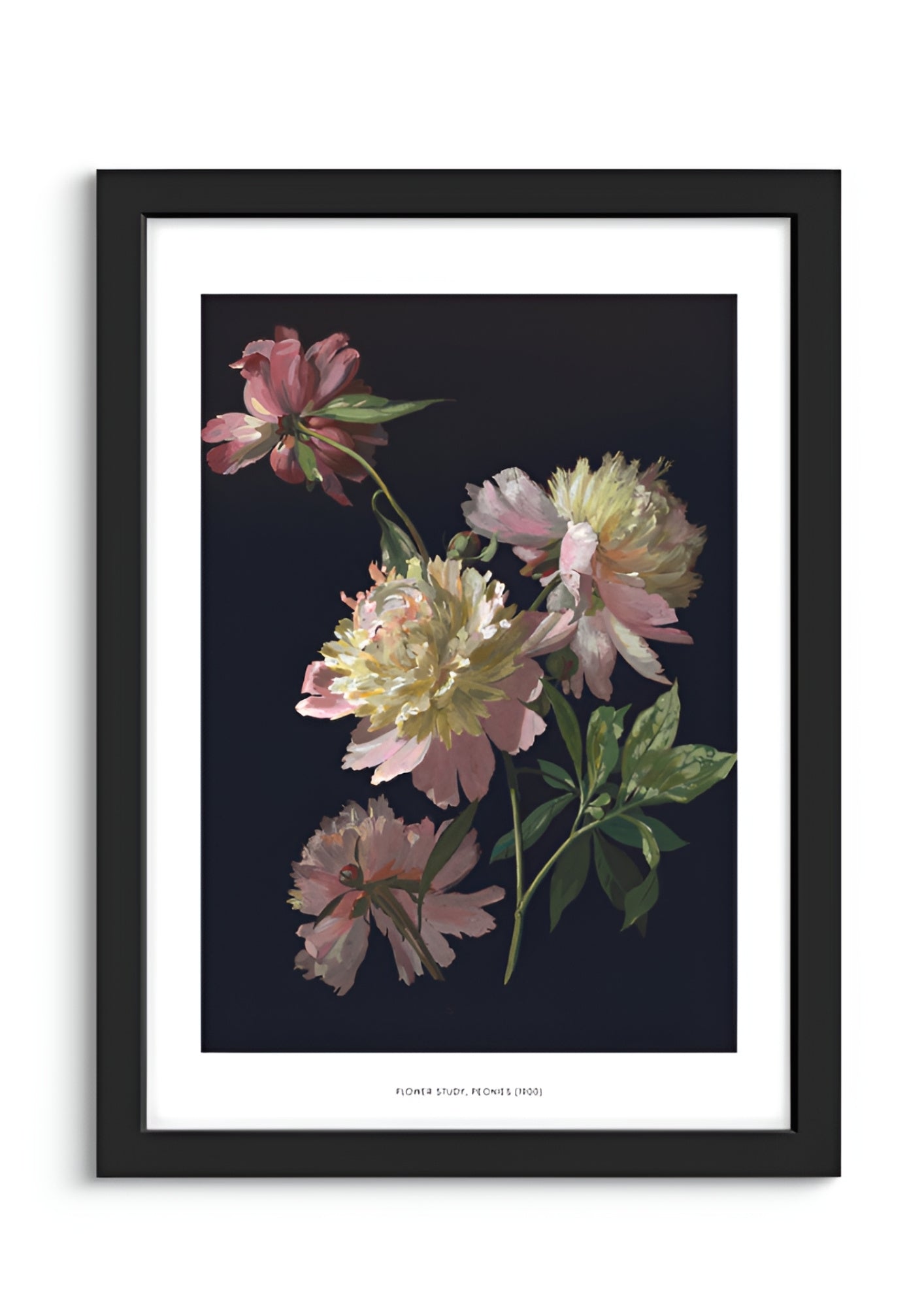 Flower Study, Peonies