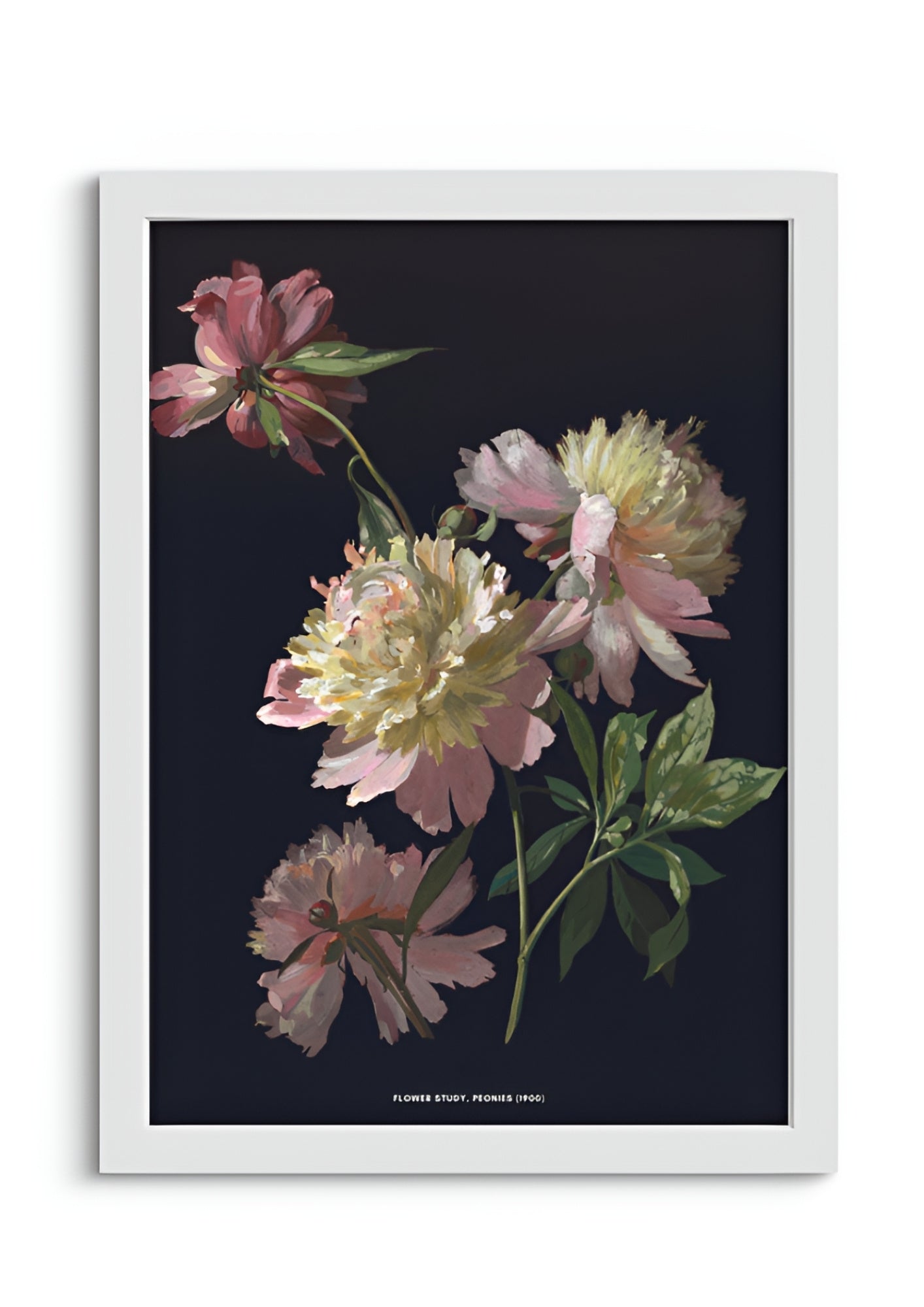 Flower Study, Peonies