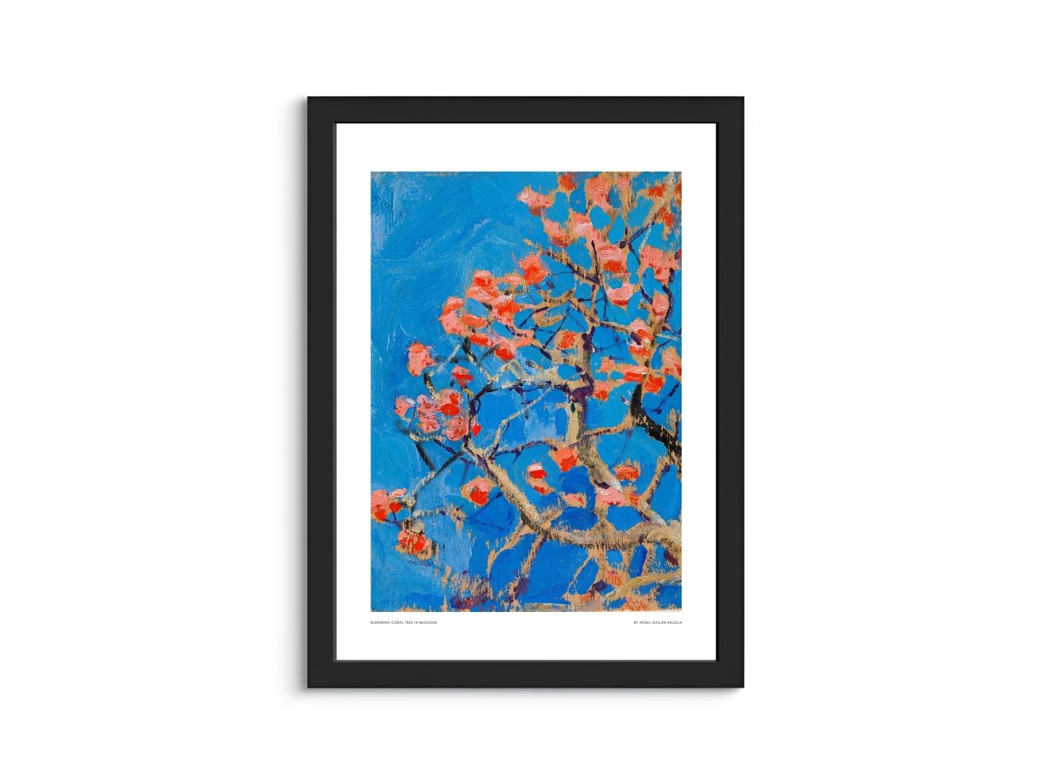 Blooming Coral Tree in Blossom