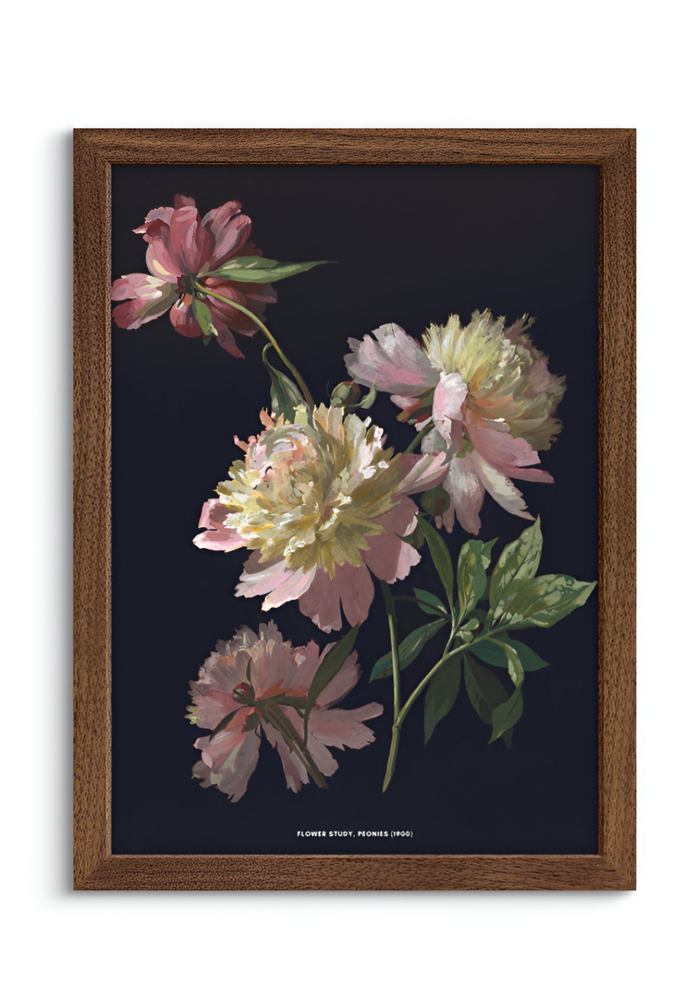 Flower Study, Peonies
