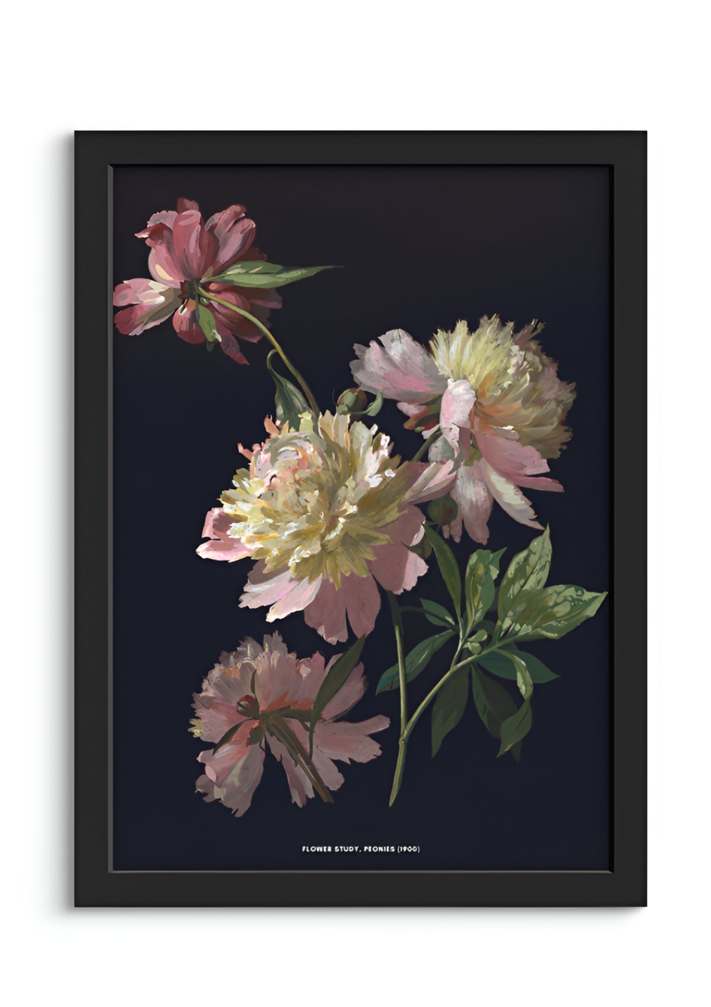 Flower Study, Peonies