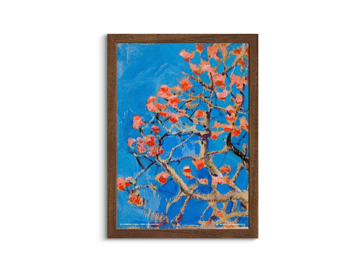 Blooming Coral Tree in Blossom