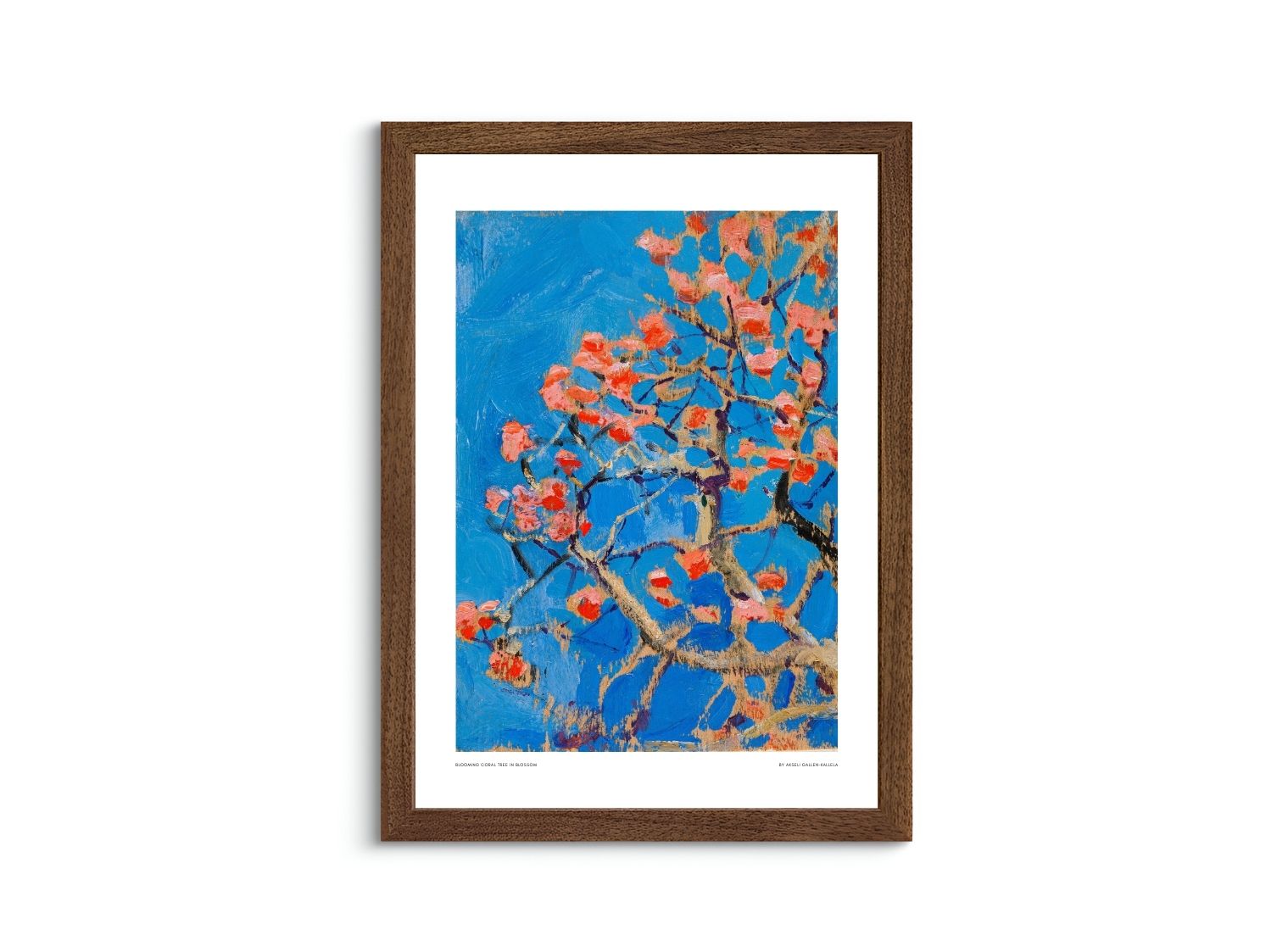 Blooming Coral Tree in Blossom