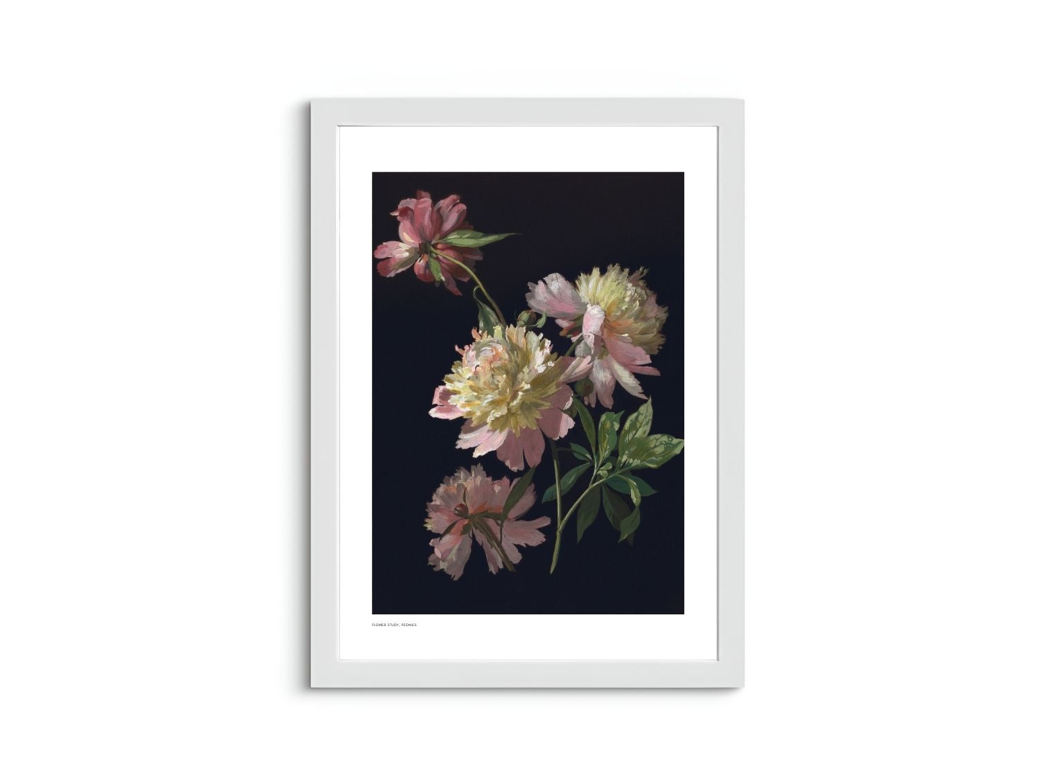 Flower Study, Peonies