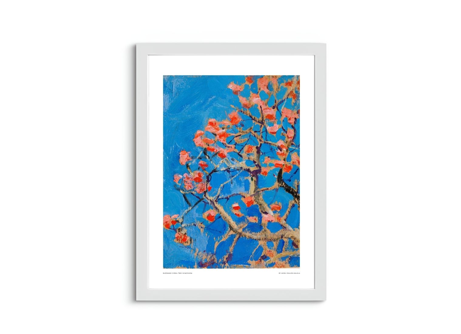 Blooming Coral Tree in Blossom