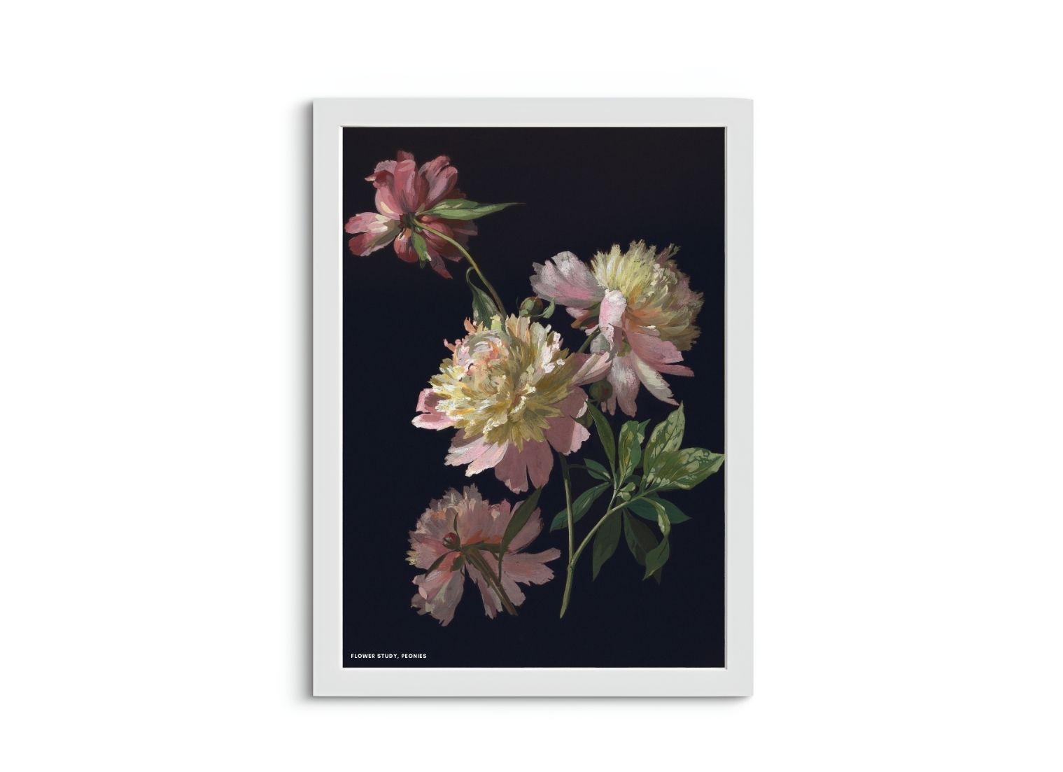 Flower Study, Peonies