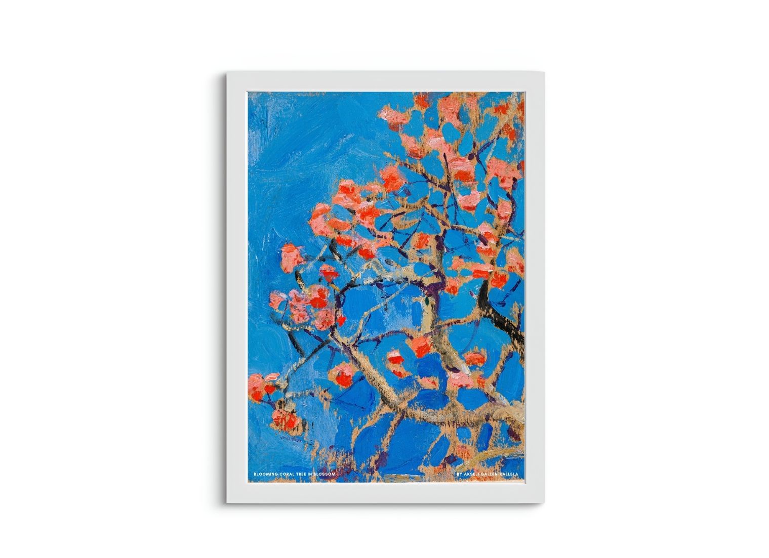 Blooming Coral Tree in Blossom