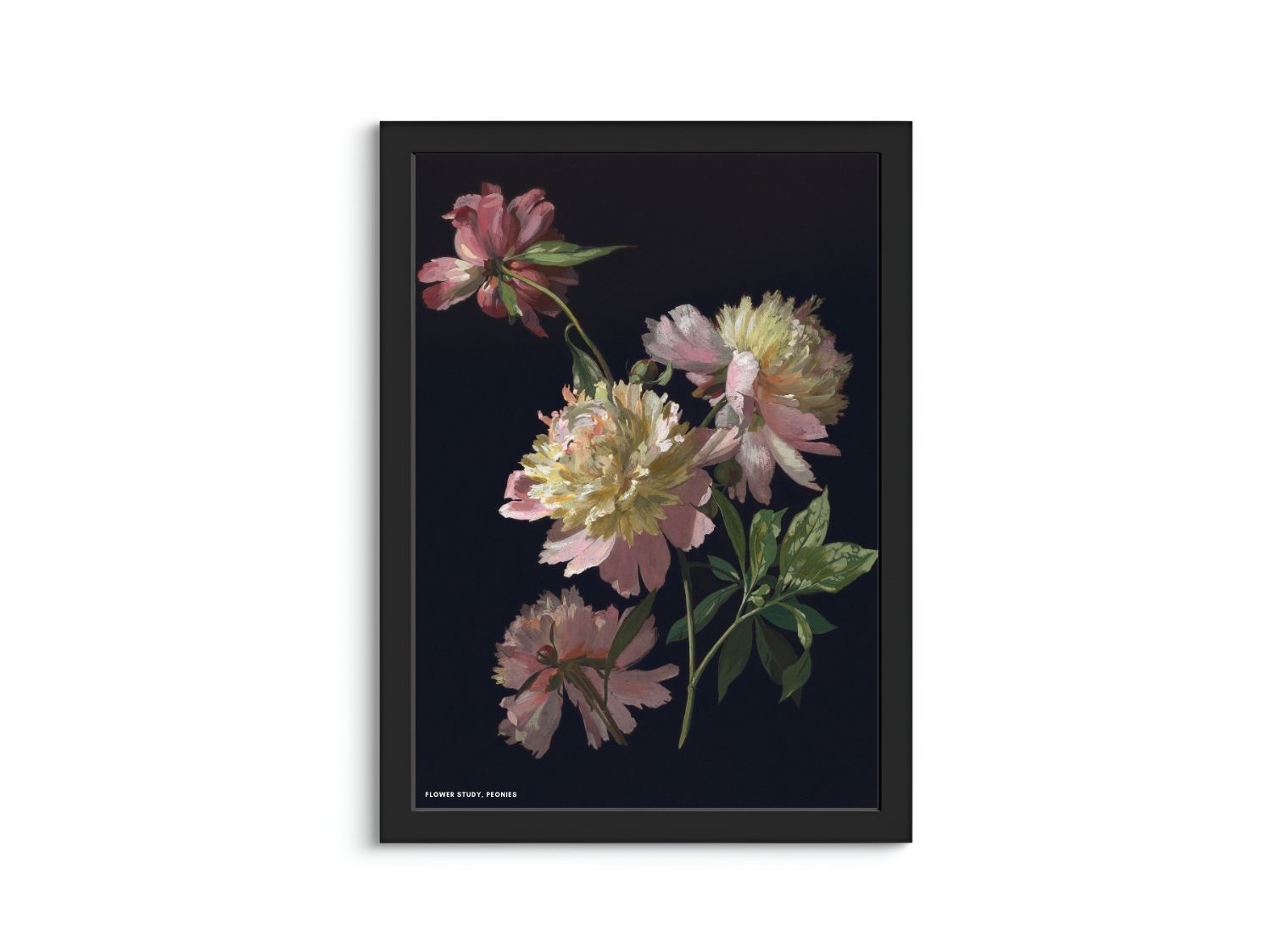 Flower Study, Peonies