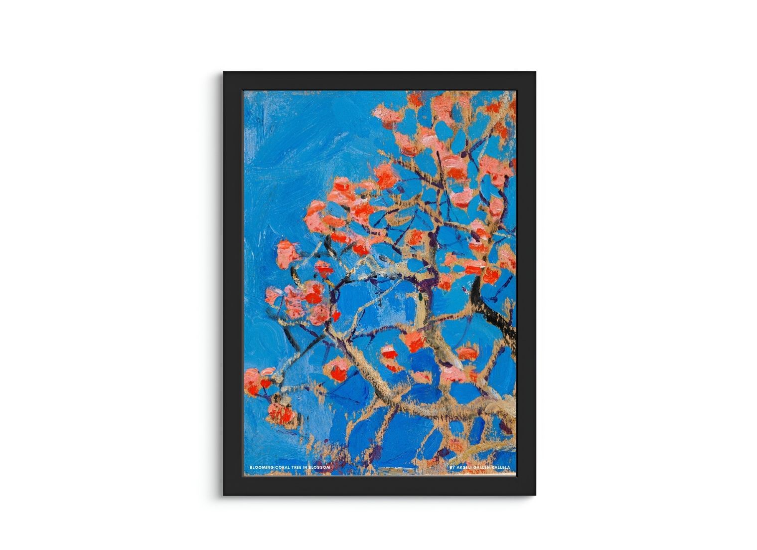 Blooming Coral Tree in Blossom